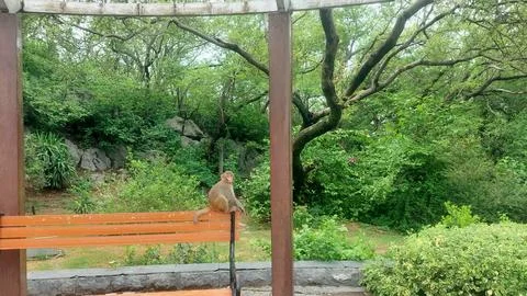 Curious young wild monkey sitting calmly on wooden park bench Stock Photos