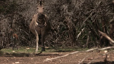 Curious Zebra in Forest Stock Footage 72977882