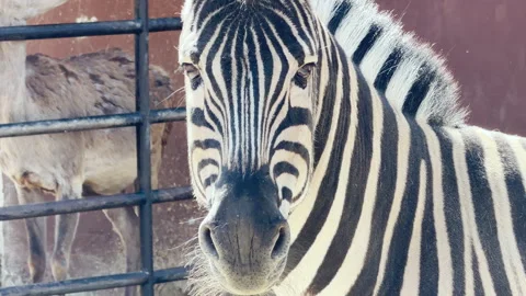 Curious Zebra Observes Visitors Amidst the Peaceful Ambiance of the City Zoo Stock Footage 333768030