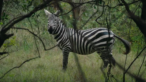 Curious zebra observing its surroundings in a dense green forest, swishing its Stock Footage 337185535