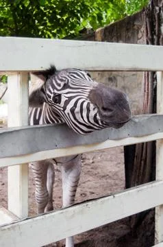 Curious zebra Foto stock
