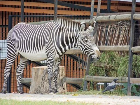 A curious Zebra Foto stock