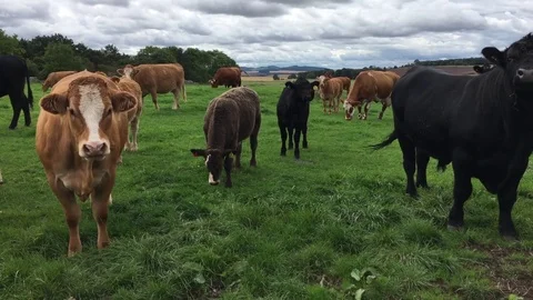 CuriousCowClip Video stock 79849901