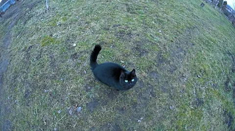 Curiously black cat go to the camera and touching Stock Footage 61911070