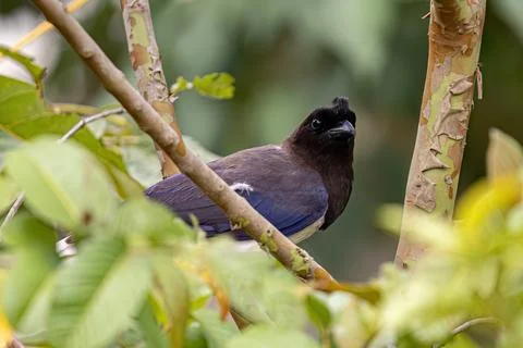 Curl crested Jay Bird Stock Photos