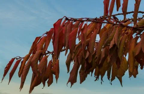 Curl leafs Stock Photos
