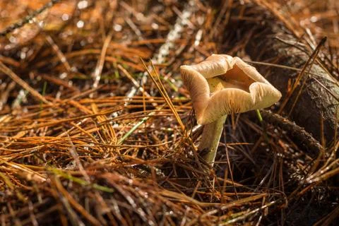 Curl up mushroom Stock Photos