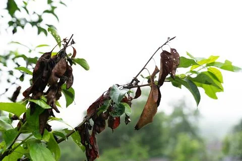 Curled and distorted apple tree leaves damaged by infection disease Stock Photos
