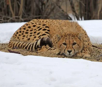 Curled Up Cheetah. Stock Photos