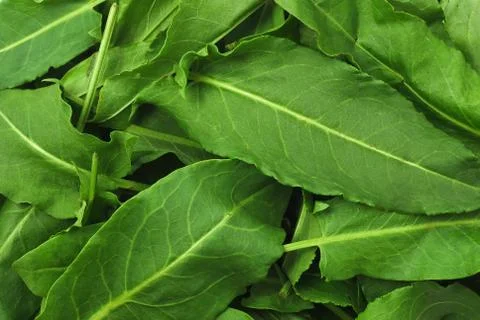 Curled dock Stock Photos