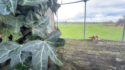 Curled dry leaf on weathered rail detail Stock Footage 331539813