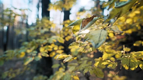 Curled up dry tree leaves at sunset 库存影片 168291535
