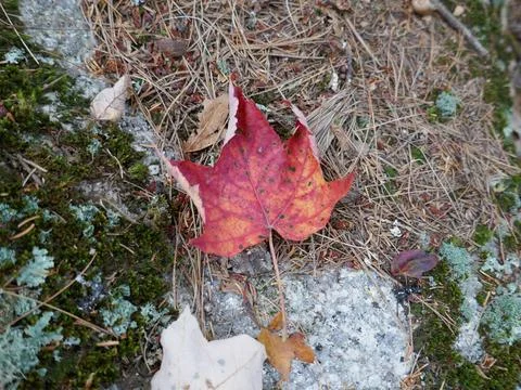 Curled fall color maple leaf on rock with moss covering Foto stock
