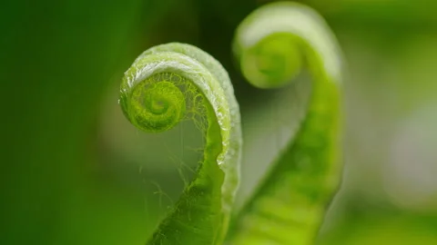 Curled ferns with dappled sunlight Stock Footage 233177370