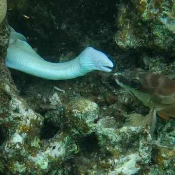 Curled Up Geometric Moray Eel or Grey Moray Face to Face with a Saddle Grouper 写真素材