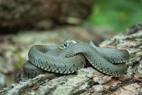 A curled grass snake lying on a tree trunk, closeup Stock Photos