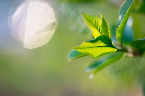 Curled Green Leaf Stock Photos