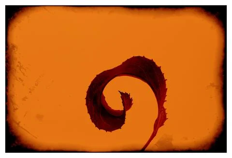 Curled leaf framed on an orange background. Stock Photos