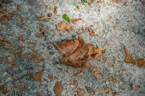 Curled leaf on the ground Stock Photos