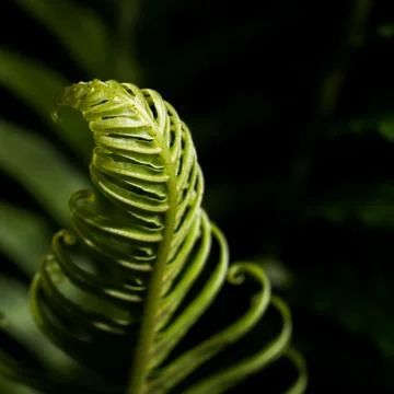 Curled leaf Stock Photos