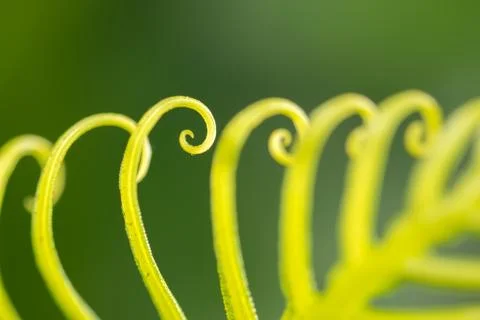 Curled leaf Stock Photos