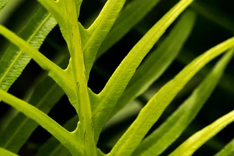 Curled leaf 스톡 사진