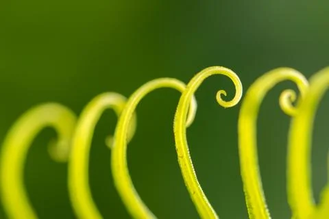 Curled leaf Stock Photos
