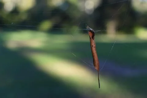 Curled leaf with spider and web background Stock Photos