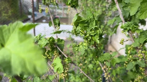 Curled leaves of Redcurrant or Ribes rubrum affected with Redcurrant Blister 스톡 동영상 279144232