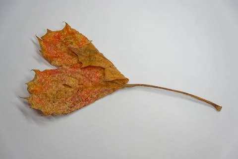Curled maple leaf shaped like a heart on a white background surface Stockfoto's