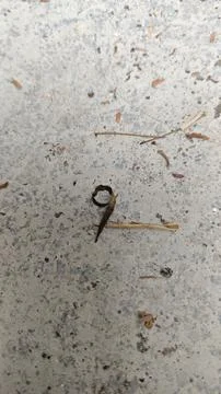 Curled Object Found on the Ground Stock Photos