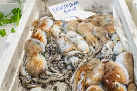Curled octopus Stock Photos