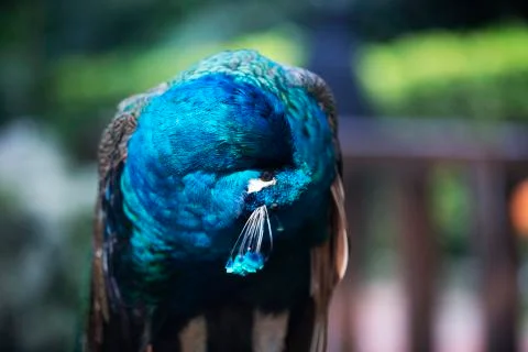 Curled up peacock 2 Stock Photos