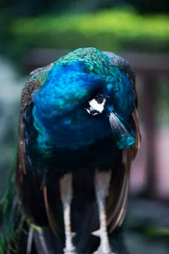 Curled up peacock  Stock Photos