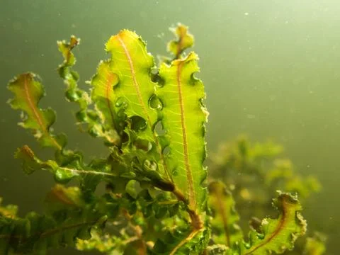 Curled pondweed leaf Stock Photos