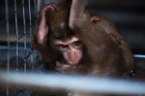 The curled scared baby monkey 1 colored  Stock Photos