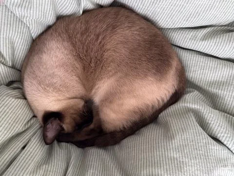Curled siamese cat sleeping on soft bed linen at home. Domestic comfort, rest Stock Photos