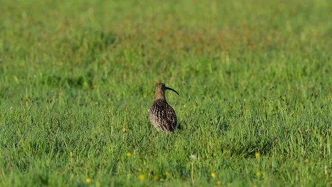 Curlew call on the Meadow Video stock 75806891
