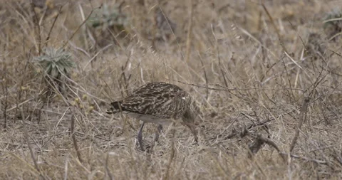 Curlew eats, close-up, 4K slomo Stock Footage 245756841