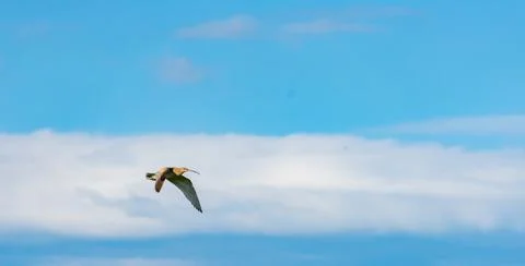 Curlew in Flight Stock Photos