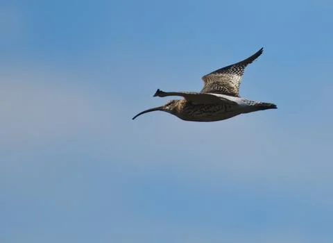 Curlew Flying over Stock Photos