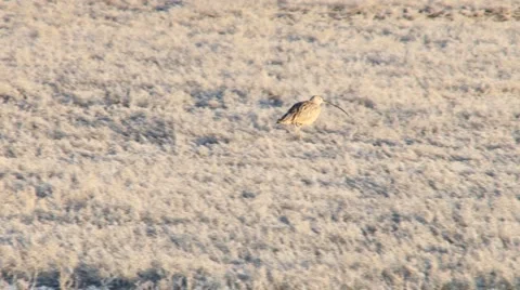 Curlew Stock Footage 2806543