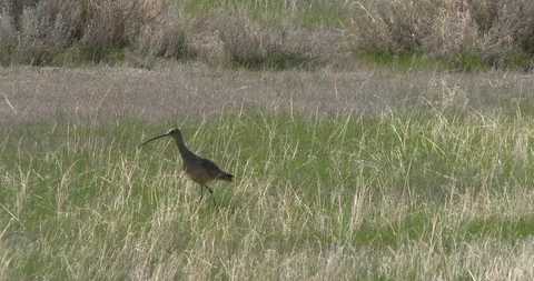 Curlew Stock Footage 116026311