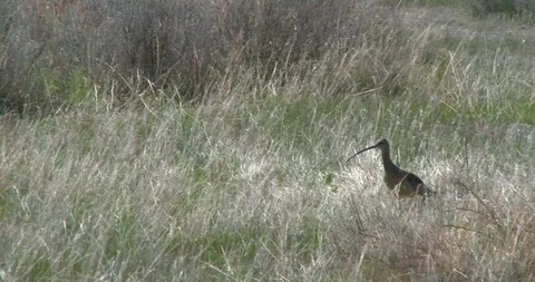 Curlew Stock Footage 116026420