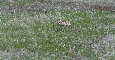 Curlew Stock Footage 116026797