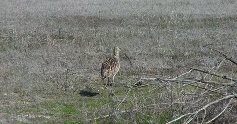 Curlew Stock Footage 116026960