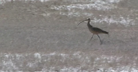 Curlew Stock Footage 116027186