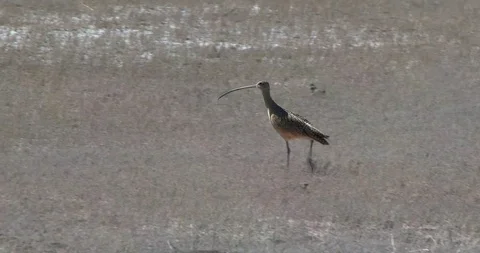 Curlew Stock Footage 116027190