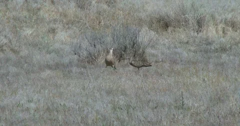 Curlew Stock Footage 116027476