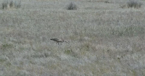 Curlew Stock Footage 116028179
